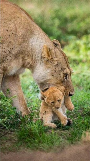 Lioness Cleaning Her Newborn Cubs to Hide Their Scent from Predators