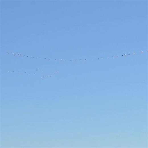 Up North Outdoors, Inc on Instagram: "The weather changed and we are seeing some bird movement this morning. #huntupnorth #snowgoose #springsnowgoose #snowgoosehunting #deadlydecoys #alwaydeadly #deltawaterfowl #duckseason #ducksunlimited #duckhunting"