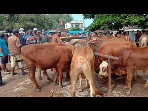 Pasar Sapi HARI INI Pon 12 April 2020 Tambah Rame Sapinya FULL SAPI