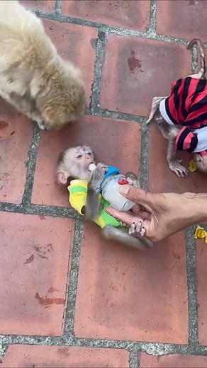 Two monkeys fight over milk🔥🔥🔥🔥 | 54 Top movies