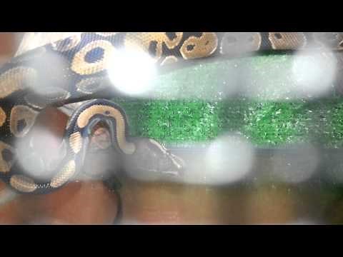 Baby ball python farting really loud