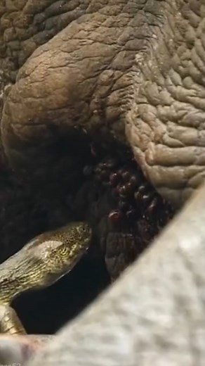 Forrest Galante on Instagram: "One of my absolute favorite examples of a symbiotic relationship is when African terrapins pick ticks off of large herbivores, benefitting both animals-- it's just amazing all around!! "