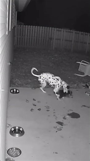 If a dog encounters a wild weasel, who would win the fight? 🐕🦫#dog #weasel #animalvs #wild #nature