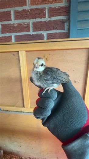 Brooder cleanup time !!😅 #fyp #poultry #bantams #chicks #brooder
