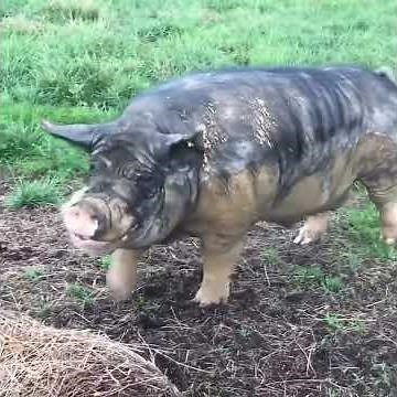HUGE BERKSHIRE BOAR HOG! My boar Big Boy is one of the largest Berkshire boars On Pasture
