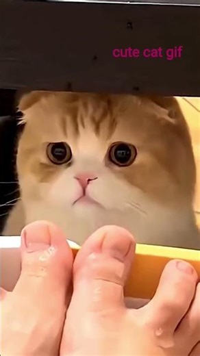 #cute cat mewo gif #sound effects