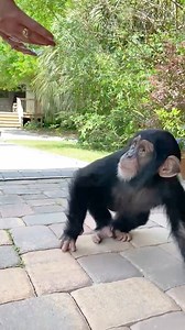 ANGADA LOVES TO DANCE! | Myrtle Beach Safari Wild Encounters Tour