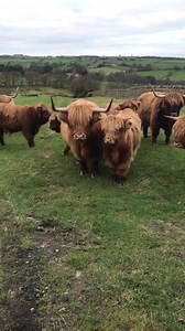 332K views · 13K reactions | The highland cows are on their way back to the farm as the vets will be visiting tomorrow too see test if all our cows will have babies next year in farmer Richards daily update! | Hall Hill Farm | Facebook