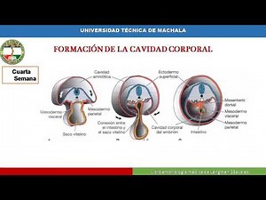 UTMACH Embriología Tubo Intestinal y Cavidades corporales, membranas serosas y diafragma