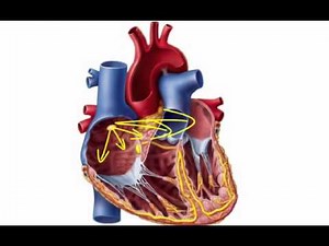 Chapter 19 Electrical Activity of the Heart