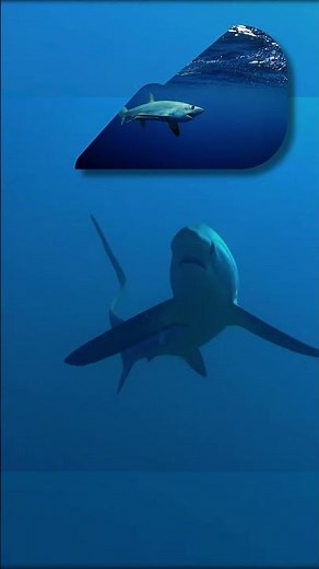 THRESHER SHARK Fun Facts