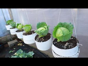 Amazing with hanging cabbage growing method - Growing cabbage from seeds