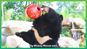 Moon bear Jasper spent 15 years in a bile farm crush cage before being rescued by Animals Asia in 2000. Here with us he spent 15 more as the life and soul of the sanctuary. Years after his passing away, he is still being remembered as an iconic bear in our hearts. "He was a bear that I would always use as the example – that while we rescue these bears, they rescue us. Many times on a "bad" day I'd turn off the walkie talkie and wander over to House 2, looking forward to a quiet meeting with a co