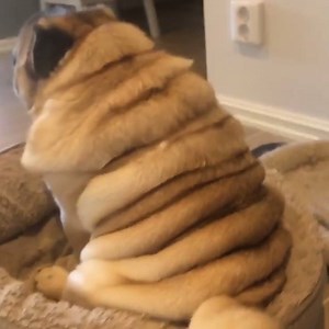 7M views · 147K reactions | When it's November and the only thing you've gained this year is weight...  IG: @thepugwithrolls | LADbible | Facebook