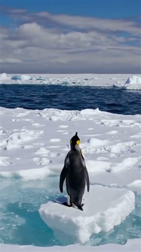 Animals That Can Live in Freezing Cold | Factzoo Frenzy