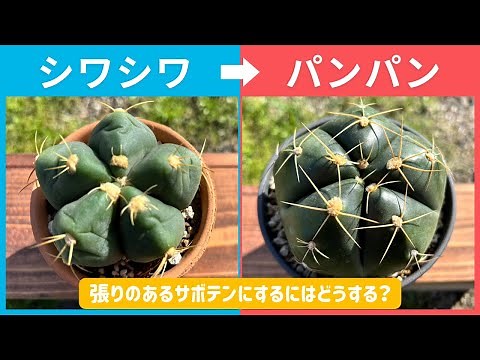 シワシワのサボテンをパンパンにする方法 張りのある多肉をつくろう！＃サボテン＃ギムノカリキウム＃多肉植物