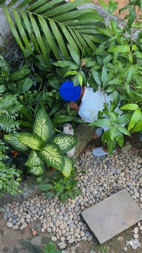 Btwo Aqua Garden on Instagram: "Amazon swode plant🍃🍃 propagation #plant #plantsmakemehappy #fish #aquariumhobby #fishtanks"