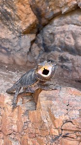 15K views · 399 reactions | Textbook Bearded Dragon defensive behaviour. Body flattened out and angled sideways to make itself look bigger, beard out and mouth open to look scary, and a few lunges for good measure until it can make its escape. Incredible. Filmed on Arrernte Country, Central Australia The Arrernte name for Bearded Dragon is ‘Ankerte’ | Wildman Adventures | Facebook