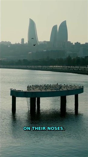 WAIT-Dolphin Tool Use Changes Everything You Knew