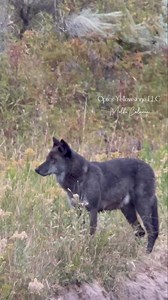 25K views · 4.7K reactions | Yellowstone National Park’s wolf 1386F....