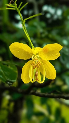 6.4K views · 3.8K reactions | Pro Mobile photography • •Shot on @opporeno14 • #creative #creatvideo #mobilephotography #mobile_photography #explore #explorereels #nature #naturephotography #trendingreels #trending #trendingsongs #viralreels #viralvideos #viralpost #reels #instalike #reelitfeelit #photooftheday #trendingreels #photo #instagram #editing #follow #clos_click #commentforcomment#fyp #growth #flowerphoto #flowerphotography | Rko Rohit Kol | Facebook