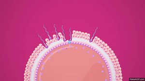 Reproductive System, part 3 - Sex & Fertilization: Crash Course A&P #42 on Make a GIF