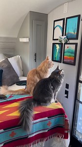 Throwback to when we were in Santa Fe NM camping. Dreaming of going again. | Fisher The Maine Coon