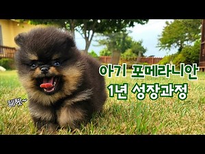아기 블랙탄 포메라니안 강아지 1년 성장과정 | 강아지 키우고 싶어지는 영상