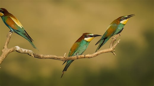 European Bee-eaters Catch Insects at Sunset