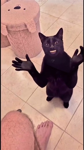 Black Cat Clapping and Handshake Meme