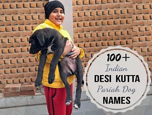 100  Indian Desi (Indie) Dog Names With Meanings
