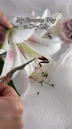 Bloom&Craft on Instagram: "A simple method I always use to keep lilies beautiful. . . . #flowerdrying #pressedflowers #craftproject #makeflowers"