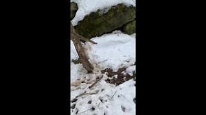47K views · 439 reactions | Smack dab in the middle of the city of Sturgeon Bay, a pack of coyote den system has been found adjacent to the kids sledding hill between Georgia St. & 12th Ave. (Big Hill) Video contributed | Let’s Go Door County | Facebook
