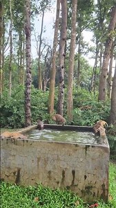 When nobody invited you… but you join the pool party anyway 😂#Monkey #Shorts #MonkeyJump #Nature