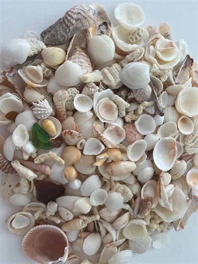 Florida Seashell Mix: Coastal Decor Crafts, Ocean Treasures - 80 Pieces Atlantic Ocean Shells - Etsy