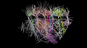 22 reactions | Join us this Thursday (October 20) for a webinar on how you can use ZEISS confocal microscopy and new neuron tracking algorithms to take the next step in your neuroscience research. Learn how to improve resolution, signal-to-noise ratio, and how to set up automated pipelines for neuron analysis. Register here: https://zeiss.ly/fb-neuroscience-webinar-22 #confocal #imaging #microscopy #neuroscience #ai #research #webinar | ZEISS Microscopy | Facebook