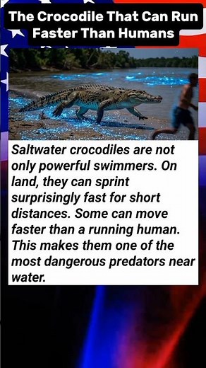 The Crocodile That Can Run Faster Than Humans