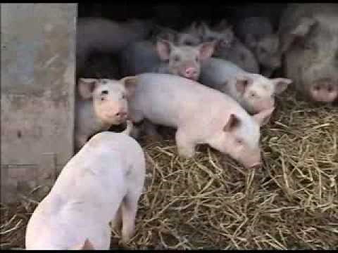 Abel & Cole Organic Pig Farms