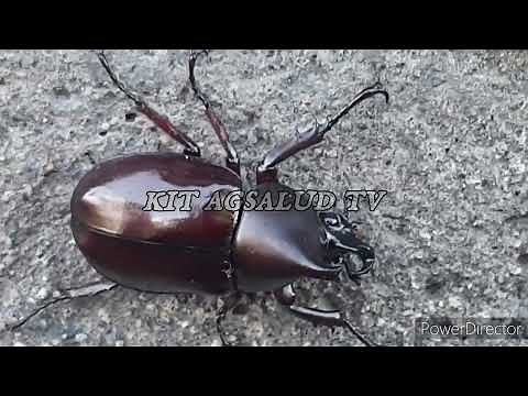 SALAGUBANG NA MAY SUNGAY (UWANG) BEETLE
