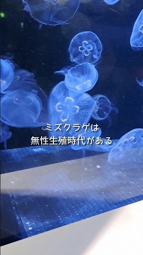 30秒でわかるミズクラゲの生態 #クラゲ #jellyfish #aquarium #水族館 #水槽台 #水槽部屋 #アクアリウム