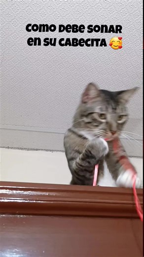 Matito 😍 #tendencia #videoviral #parati #catlover #gatotiktok