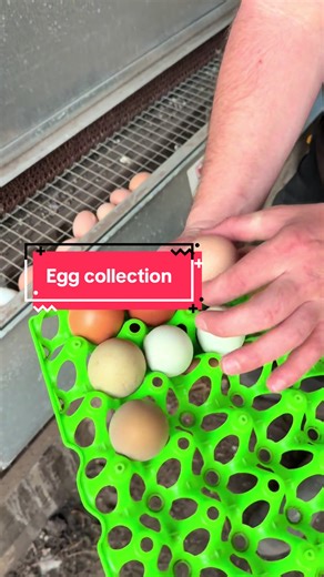 Massive Egg Collection from Our Chicken Coop