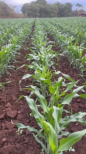 5.4K views · 69 reactions | La culture du maïs est réellement rentable lorsque vous produisez sur minimum 5ha. À moins de 5ha vous faites SIMPLEMENT le maintien. #maïs #agriculture #rentable #business | 퐒퐭퐞́퐩퐡퐚퐧퐞 퐆퐨퐦퐬퐞퐮 퐎퐟퐟퐢퐜퐢퐞퐥 | Facebook