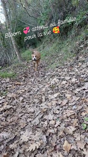 ASA 06 | 👋À l'adoption dans les Alpes-Maritimes et départements limitrophes en priorité Rebaptisée Bloom 💕 Femelle de 3 mois et demi Croisée... | Instagram