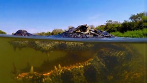 Where freshwater predators dictate who survives near the water