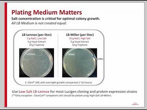 Competent Cells 101: Maximizing Your Success in Cloning, Protein Expression, and Library Generation