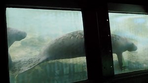 A Manatee flyby around the Fishbowl Underwater Observatory at Homosassa Springs Wildlife State Park. | Discover Crystal River Florida