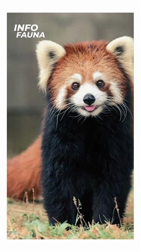panda merah (ailurus fulgens) #animals