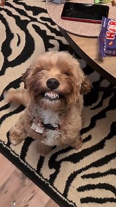 121K views · 3.2K reactions | Funny Poodle 藍殺浪#dog #poodle #dogsoftiktok #funnydog #cutedog #funnyvideos #usa | Kat & Oliver | Facebook