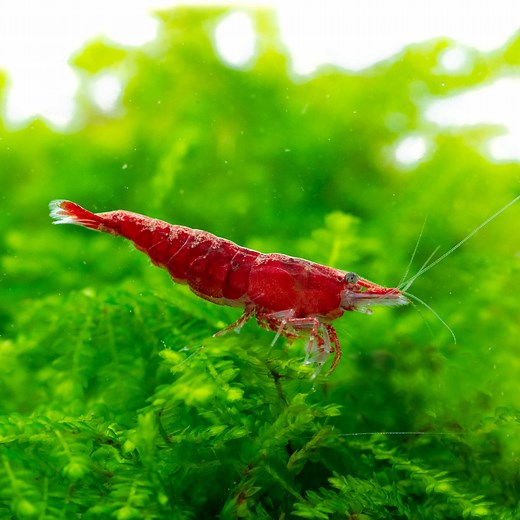 Red Fire Sakura Garnele - Neocaridina